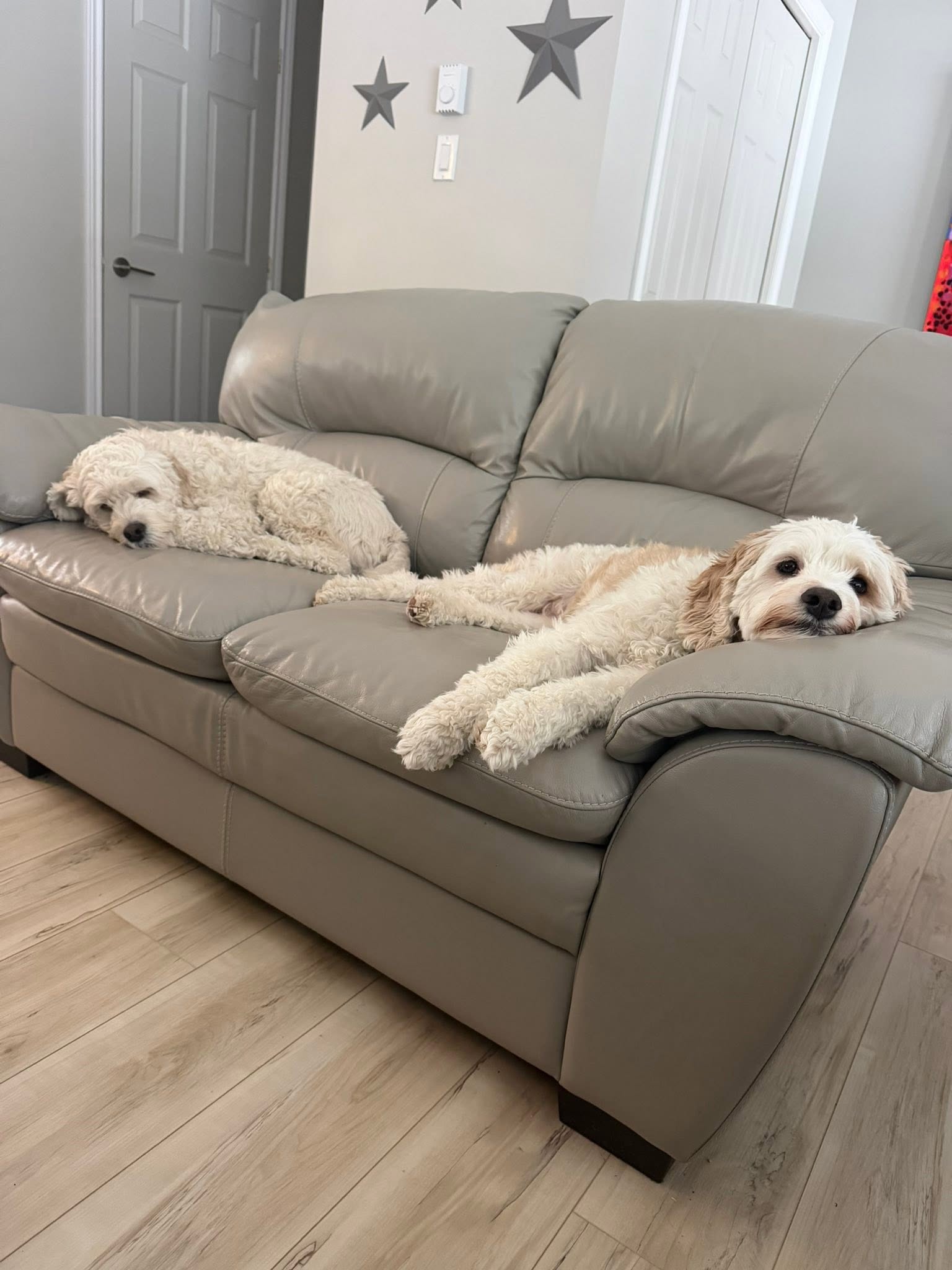 Two dogs relaxing on a sofa